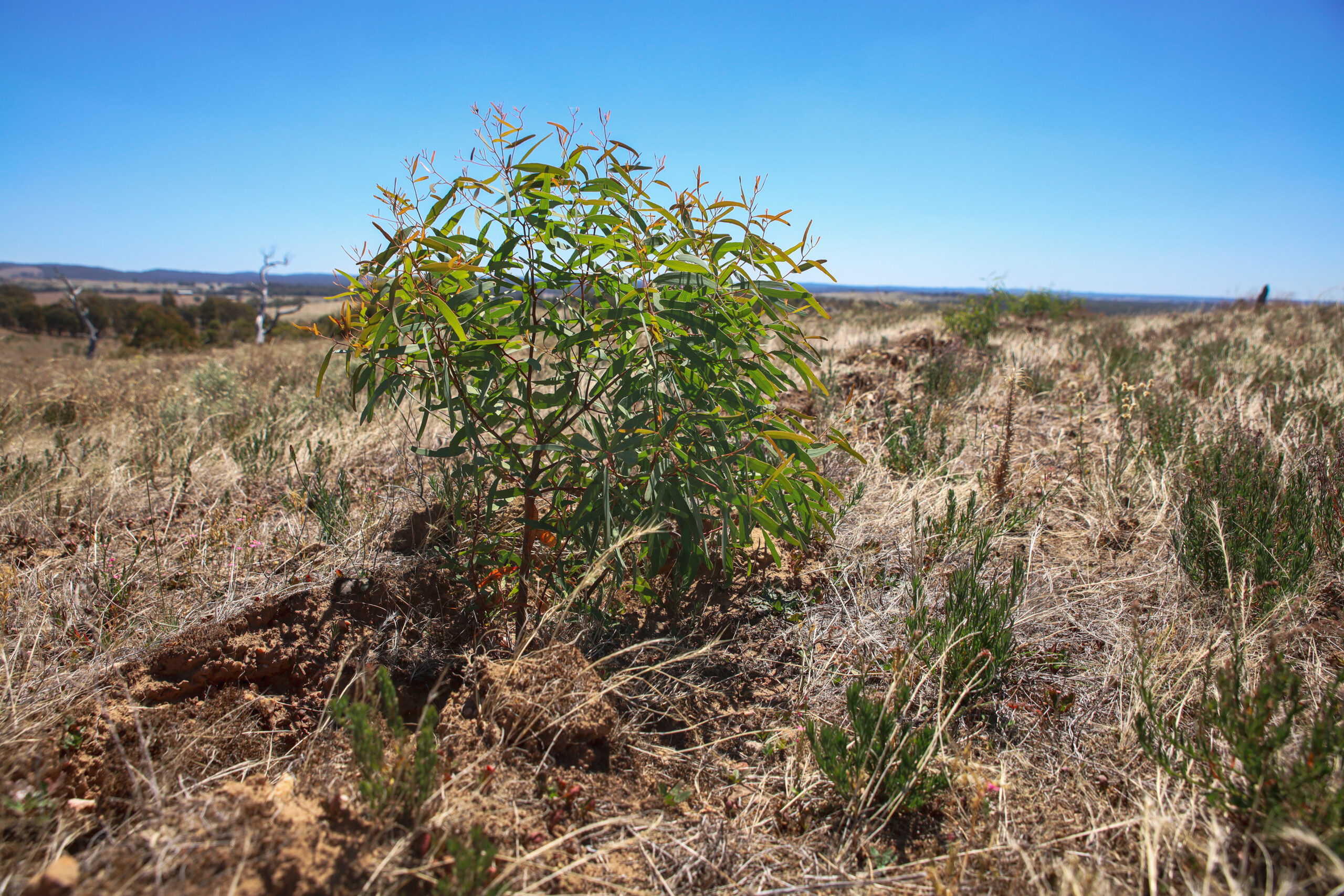 6- Seedlings growing