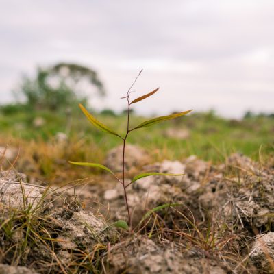 Carbon Farming Foundation - Euroley