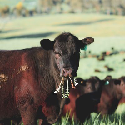 Cow grazing on pasture at regenerative farm