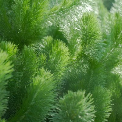 Albany Woolly Bush "Adenanthos sericeus" Close up detail of plan