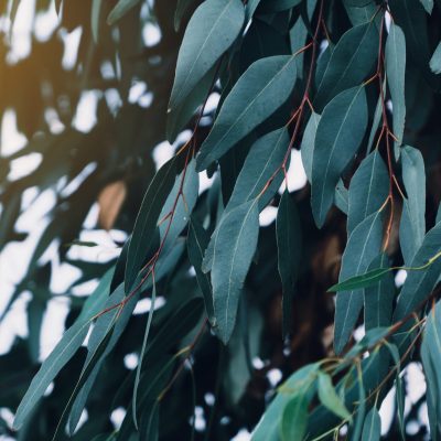 Eucalyptus leaves. branch eucalyptus tree nature background