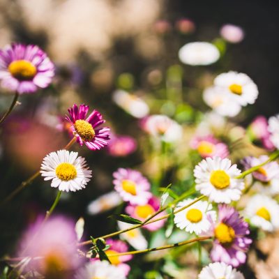 native Australian brachyscome Multifida Cut-Leafed Daisy plant with white and pink flowers outdoor shot at shallow depth of field