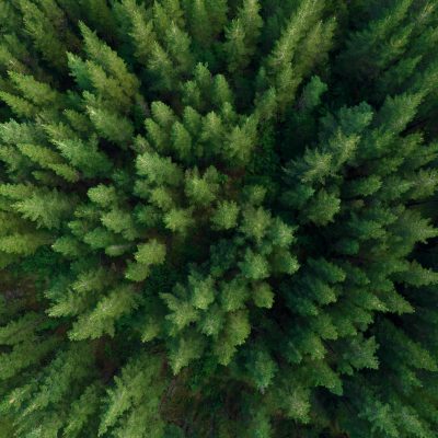 Top down aerial view of pine plantation