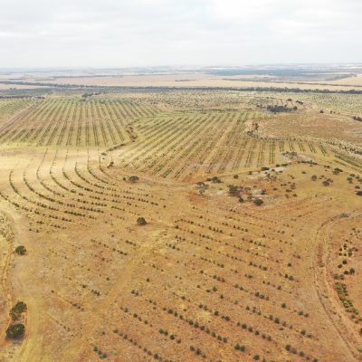 Aerial of Colg plantings Sept2020