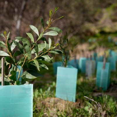 Revegetation using eucalyptus trees in Australia
