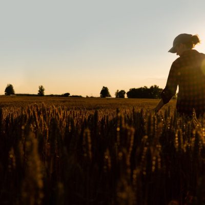 Silhouette of a woman farmer with a digital tablet in a wheat field. Smart farming and precision agriculture