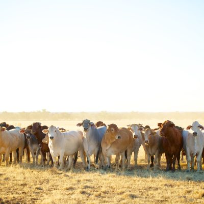 Cattle on a cattle station in the outback of Queensland, Australia.  Brahman cattle, among others.  Enjoying the afternoon light.